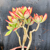 Echeveria nuda, Nogales x Ech. Harmsiii