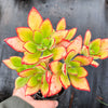Echeveria nuda, Nogales x Ech. Harmsiii