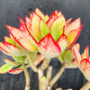 Echeveria nuda, Nogales x Ech. Harmsiii