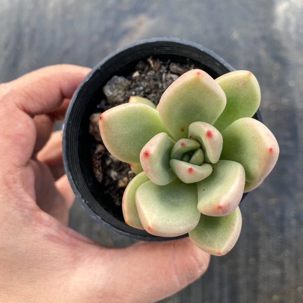 avocado succulent Echeveria 'Avocado Cream' – LET LOVE GROW (Succulent & Cactus)