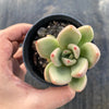 Echeveria 'Avocado Cream'