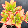 Echeveria nuda, Nogales x Ech. Harmsiii