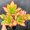 Echeveria nuda, Nogales x Ech. Harmsiii