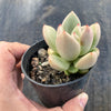 Echeveria 'Avocado Cream'
