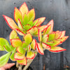 Echeveria nuda, Nogales x Ech. Harmsiii