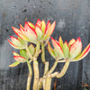 Echeveria nuda, Nogales x Ech. Harmsiii