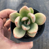 Echeveria 'Avocado Cream'