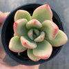 Echeveria 'Avocado Cream'