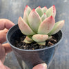 Echeveria 'Avocado Cream'