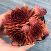 Sempervivum 'Pacific Red Rose' (w/3-4 pups)