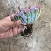 Echeveria 'Trumpet Pinky'