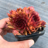 Sempervivum 'Pacific Red Rose' (w/3-4 pups)