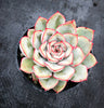 Echeveria 'Hercules'