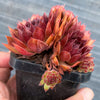 Sempervivum 'Pacific Red Rose' (w/3-4 pups)