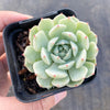 Echeveria 'Lunas'