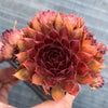 Sempervivum 'Pacific Red Rose' (w/3-4 pups)