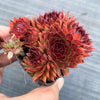Sempervivum 'Pacific Red Rose' (w/3-4 pups)