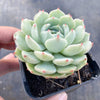 Echeveria 'Lunas'
