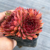 Sempervivum 'Pacific Red Rose' (w/3-4 pups)