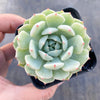 Echeveria 'Lunas'