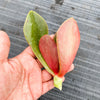 Echeveria 'Fireball' (1 x CUTTING)
