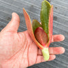 Echeveria 'Fireball' (1 x CUTTING)