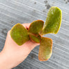 Echeveria 'Fireball' (1 x CUTTING)