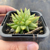 Echeveria agavoides 'Corderoyi' f. cristata (Japanese Form)