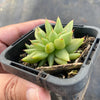 Echeveria agavoides 'Corderoyi' f. cristata (Japanese Form)
