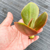 Echeveria 'Fireball' (1 x CUTTING)