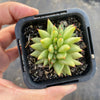 Echeveria agavoides 'Corderoyi' f. cristata (Japanese Form)