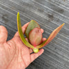 Echeveria 'Fireball' (1 x CUTTING)