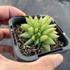 Echeveria agavoides 'Corderoyi' f. cristata (Japanese Form)