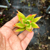 Echeveria agavoides 'Martin's Hybrid' (1x CUTTING)
