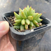 Echeveria agavoides 'Corderoyi' f. cristata (Japanese Form)