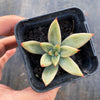 Echeveria psyche