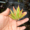 Echeveria agavoides 'Martin's Hybrid' (1x CUTTING)