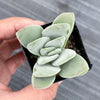 Crassula 'FALLWOOD'