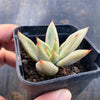 Echeveria psyche