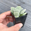 Crassula 'FALLWOOD'