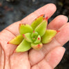 Echeveria agavoides 'Martin's Hybrid' (1x CUTTING)