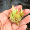 Echeveria agavoides 'Martin's Hybrid' (1x CUTTING)