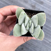 Crassula 'FALLWOOD'