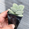 Crassula 'FALLWOOD'
