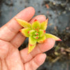 Echeveria agavoides 'Martin's Hybrid' (1x CUTTING)
