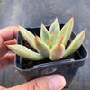 Echeveria psyche