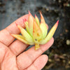 Echeveria agavoides 'Martin's Hybrid' (1x CUTTING)