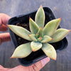 Echeveria psyche