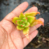 Echeveria agavoides 'Martin's Hybrid' (1x CUTTING)