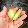 Echeveria agavoides 'Martin's Hybrid' (1x CUTTING)